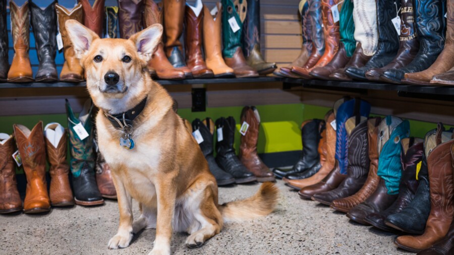 Carters clearance riding boots